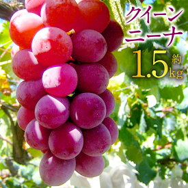 【ふるさと納税】先行予約 クイーンニーナ 約1.5kg 葡萄 ブドウ ぶどう フルーツ 果物 果実 九州産 長崎県産 時津町産 送料無料【2025年9月上旬～9月下旬に順次発送予定】