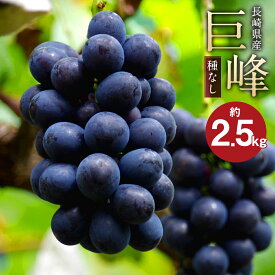 【ふるさと納税】先行予約 巨峰 種なし 約2.5kg 葡萄 ブドウ ぶどう フルーツ 果物 果実 ギフト 長崎県産 送料無料【2025年8月下旬～9月上旬に順次発送予定】