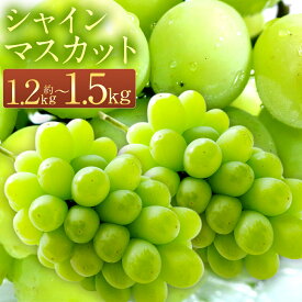 【ふるさと納税】＜選べる内容量＞ 長崎県産 シャインマスカット 約1.2kg / 約1.5kg 数量限定 時津町産 葡萄 ぶどう フルーツ 果物 くだもの 旬 皮ごと 高糖度 種なし 人気 先行予約 予約 九州産 冷蔵 送料無料【9月下旬までに順次発送予定】
