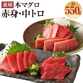 【ふるさと納税】長崎県産 本マグロ2種盛り「中トロ・赤身」約550g【大村湾漁業協同組合】