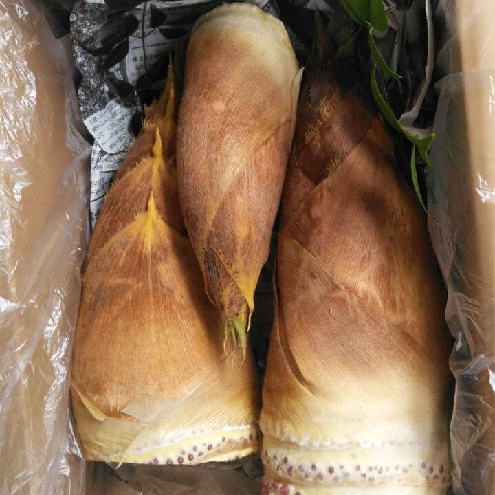 楽天市場】【ふるさと納税】たけのこ 約3kg ぬか・とうがらし付 採れた 