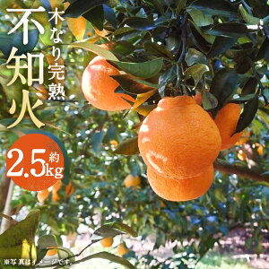 yӂ邳Ɣ[Łzʌ ʃIXXI ؂Ȃ n sm 2.5kg t[c  k Y 茧Y BY fR|Ɠi y2026N3{Jnz