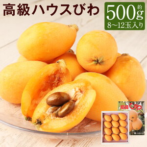 yӂ邳Ɣ[Łz nEXт 500g 8ʁ`12ʓ f t[c Y 茧Y BY ϔ Mtg 蕨 y2026N4{`{\z