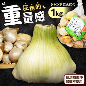 yӂ邳Ɣ[ŁzXYW{jjN1kg[QAT021]