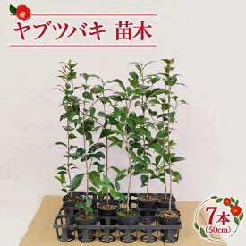 【ふるさと納税】ヤブツバキ 苗木 50cm×7本【ごとう椿苗木生産グループ】 [RBJ002]