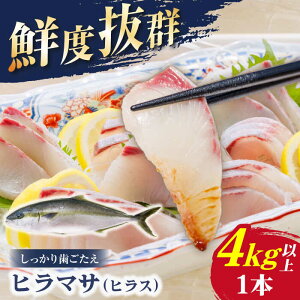 �y�ӂ邳�Ɣ[�Łz�y�������A���������ς݁I�z �q���}�T �i�q���X�j 1�{ 4.0kg�ȏ� �{�B �h�g ����Ԃ���� �y�Ђ܂��z [RBK005]