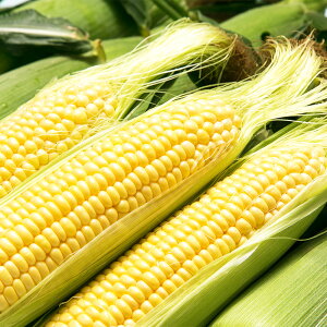 【ふるさと納税】 熊本県産 スイートコーン 約3.5kg 熊本 野菜 とうもろこし トウモロコシ 旬 旬の野菜 新鮮 皮付き 甘い 冷蔵 九州 熊本県 送料無料【2026年5月下旬発送開始】