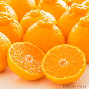 yӂ邳Ɣ[Łz F{Y nEXfR| 3kg fR| łۂ nEX͔| Â ʕ t[c { 蕨 p 퉷 B F{  y2025N12{Jnz