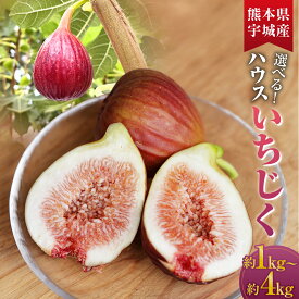 【ふるさと納税】ハウスイチジク 約1kg～約4kg (約250g×4～16パック) 選べる内容量 フルーツ 果物 果実 くだもの 無花果 ハウス栽培 合同会社宝ファーム 国産 九州 熊本県 送料無料 【2026年6月上旬発送開始】