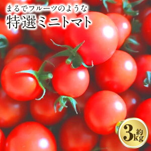 yӂ邳Ɣ[Łz܂Ńt[ĉ悤ȓI~jg}g 3kg×1 F{Y ~jg}g x g}g  F{Y B F{  y2025N12{Jnz