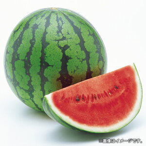 【ふるさと納税】熊本県産 VSすいか 1玉 約6kg 特産品 スイカ 西瓜 果物 くだもの 果実 フルーツ 旬 VS農法 お取り寄せ ギフト 九州 熊本県 植木 常温 送料無料 【2026年5月下旬発送開始】