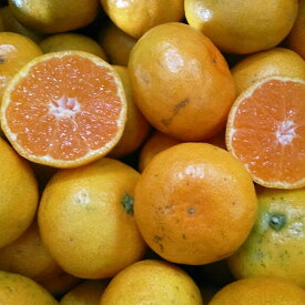 【ふるさと納税】 【規格外品】 熊本市産 みかん 15kg ご家庭用 不揃い サイズ不選別 訳あり 蜜柑 ミカン フルーツ 果物 柑橘 熊本産 九州産 送料無料 【2025年10月下旬～2026年2月下旬発送予定】