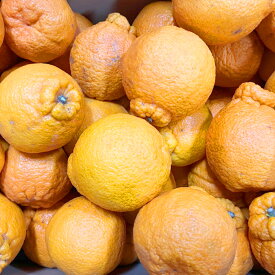 【ふるさと納税】 【規格外品】 不知火 ご家庭用 約4kg サイズ不選別 しらぬい 蜜柑 柑橘 果実 フルーツ くだもの 果物 熊本県産 国産 常温 先行予約 送料無料【2026年1月下旬～3月下旬迄発送迄予定】