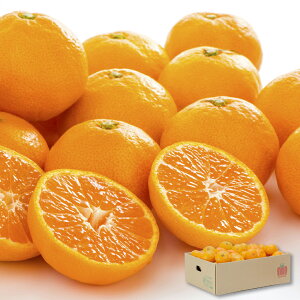 yӂ邳Ɣ[Łz F{Y Z݂ 6kg 40`70 S`2LTCY ʕ k  t[c Y B 퉷ۑ\  y2025N11{`12{\z yVX[p[SALE 9J