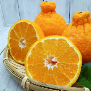 yӂ邳Ɣ[ŁzIׂeʁ fR| 2kg / 3kg / 5kg łۂ k uhk sm ʂ ݂ t[c ʕ  I 퉷 F{Y F{ F{s  y2026