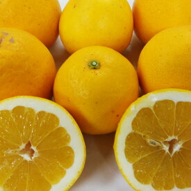 【ふるさと納税】 河内晩柑 ＜選べる＞約5kg または 約10kg サイズ不選別 蜜柑 柑橘 晩柑 果実 果物 フルーツ 熊本市 国産 常温 先行予約 送料無料 【約5kg：2026年3月下旬～6月上旬迄順次発送予定】【約10kg：2026年2月上旬～3月下旬発送予定】