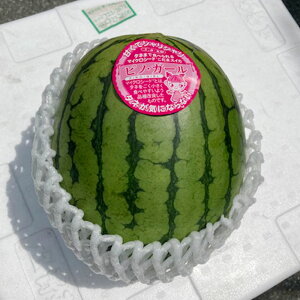 yӂ邳Ɣ[Łz F{Y ʂ smK[ 2ʓ 1ʂ1.5kgȏ v3kg Z XCJ t[c ʕ  ʎ  F{ Y 퉷  y2026N5{`6{