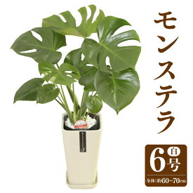 【ふるさと納税】 モンステラ 6号 カラーポット 白 全体の高さ約60〜70cm 鉢 観葉植物 植物 インテリア おしゃれ ギフト 贈り物 プレゼント 開店祝い 新築祝い 誕生日プレゼント 引越し祝い 熊本県 送料無料 【3月上旬-10月下旬発送】