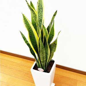 yӂ邳Ɣ[Łz TXxA 7X  Ŝ̍85`95cm  ϗtA A CeA  Mtg 蕨 v[g JXj Vzj av[g zj F
