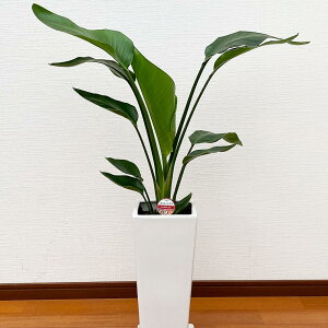 yӂ邳Ɣ[Łz I[KX^ 7X Ŝ̍70`80cm  ϗtA A CeA  Mtg 蕨 v[g JXj Vzj av[g zj F{