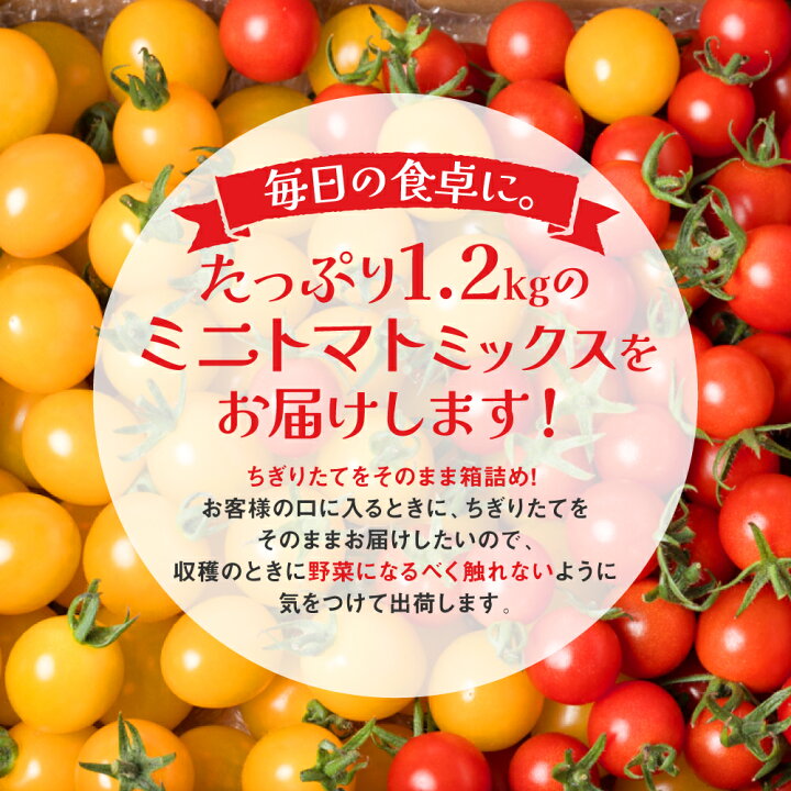 楽天市場】【ふるさと納税】【選べる発送月】八代市産 宮島農園 ミニ 