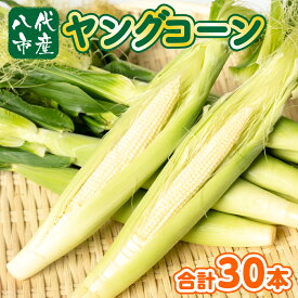 【ふるさと納税】熊本県八代市産 ヤングコーン 30本 とうもろこし 朝採り 期間限定 八代産 熊本県産 国産 送料無料