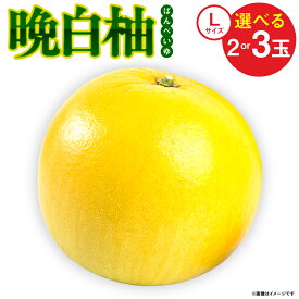 【ふるさと納税】令和8年熊本地震復興支援 【先行予約】【選べる玉数】熊本県八代市産 晩白柚 （ばんぺいゆ） Lサイズ 2玉〜3玉 柑橘 みかん 果物 くだもの フルーツ おやつ 特産 熊本県 八代市 送料無料 【2026年12月上旬より順次発送】