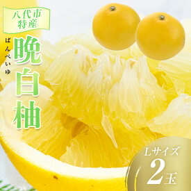 【ふるさと納税】令和8年熊本地震復興支援 【先行予約】数量限定　八代市特産　晩白柚　Lサイズ 2玉 ばんぺいゆ 柑橘 フルーツ 果物 果実 特産品 熊本県 八代市 送料無料 【2026年12月上旬より順次発送】