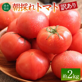 【ふるさと納税】【訳あり】朝採れトマト 約2kg 熊本県 八代市産 とまと 野菜 新鮮 期間限定 国産 送料無料