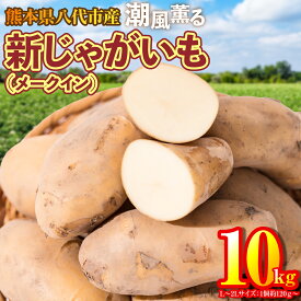 【ふるさと納税】 【先行予約】 熊本県八代市産 潮風薫る新じゃがいも メークイン 10kg いも 野菜 芋 新鮮 国産 熊本県 八代市 九州 送料無料 【2024年6月上旬より順次発送】