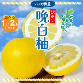 【ふるさと納税】令和8年熊本地震復興支援 【先行予約】 【訳あり】八代市産 晩白柚 1〜2玉 【選べる玉数】 ばんぺいゆ 柑橘 果物 果実 くだもの フルーツ 特産品 名産品 お取り寄せ ジャンボサイズ 熊本県 八代市 送料無料 【2026年12月上旬より順次発送】