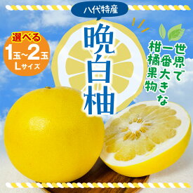 【ふるさと納税】令和8年熊本地震復興支援 【先行予約】 八代市産 晩白柚 1〜2玉 【選べる玉数】 ばんぺいゆ 柑橘 果物 果実 くだもの フルーツ 特産品 名産品 お取り寄せ ジャンボサイズ 熊本県 八代市 送料無料 【2026年12月上旬より順次発送】