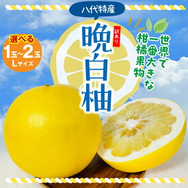 【ふるさと納税】【選べる玉数】 八代市産 晩白柚 1～2玉 柑橘 みかん 果物 フルーツ 熊本県産 ばんぺいゆ 特産品 名産品 お取り寄せ ジャンボサイズ 送料無料