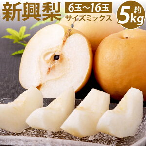 yӂ邳Ɣ[Łz ys\z F{Y V TCY~bNX 5kg 6ʁ`16  iV F{ s ʕ t[c {  y2025N9{菇z