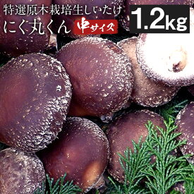 【ふるさと納税】【先行受付】特選原木栽培生しいたけ にく丸くん 中サイズ 1.2kg 生椎茸 しいたけ きのこ 熊本県人吉産 九州 冷蔵 送料無料【2025年10月下旬～2026年2月上旬順次発送予定】