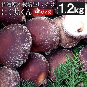 yӂ邳Ɣ[ŁzystzI؍͔| ɂۂ TCY 1.2kg ő  ̂ F{lgY B ① y2025N10{`2026N2{\z y