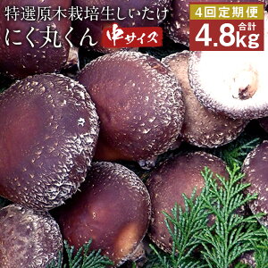 yӂ邳Ɣ[Łzystzy4zI؍͔| ɂۂ TCY 1.2kg×4񂨓͂ v4.8kg ő  ̂ F{lgY B ① y2025N11E12