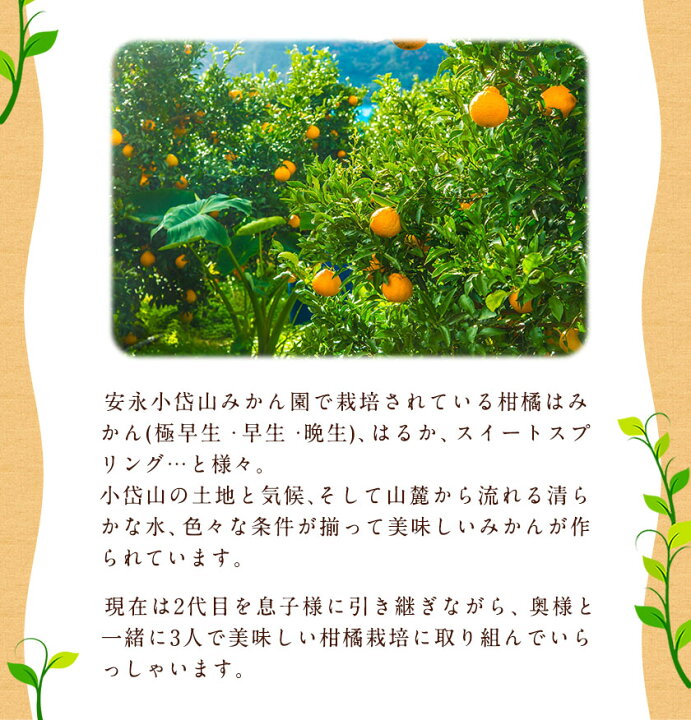 楽天市場 ふるさと納税 安永小岱山みかん園 越冬でこちゃん 不知火 大玉5kg 15 18玉前後 30日以内に順次出荷 土日祝除く 熊本県 荒尾市 デコポンと同品種 熊本県荒尾市