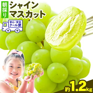 yӂ邳Ɣ[ŁzVC}XJbg }XJbg ̂ VC}XJbg Iׂ 1[ 2[ 700g 1.2kg Ocʎs8{-9oׁtF{ rs { ʕ t[c fU[g ӂ[ 