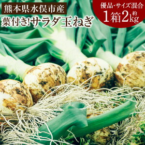 �y�ӂ邳�Ɣ[�Łz1�N��1�x����!�t�t���Ŗ��키�T���_�ʂ˂� ��2kg �D�i �T�C�Y���� ���͔|���Ԓ��_��s�g�p/�F�{�������s�Y/�k�l�Ɂ� �ʔK �ʂ˂� �V�ʂ˂� �t ��� ��B �F�{�� �����s�Y �k