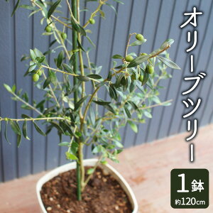 yӂ邳Ɣ[ŁzI[uc[ 1 28^ 120cm 琬KChubNt I[u c A F{Y  yVX[p[SALE 9J