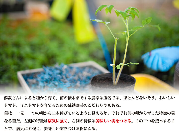 楽天市場 ふるさと納税 蘇鉄園芸のトマト三昧 ミニトマト2kg 桃太郎トマト14個 1月 6月で発送 熊本県玉名市