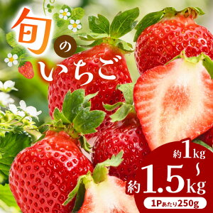 yӂ邳Ɣ[ŁzF{Y {  Iׂ e  1kg i250g ×4Pj 1.5kg i250g ×6Pj | t[c ʕ   C`S { F{ F{ ʖ ʖs