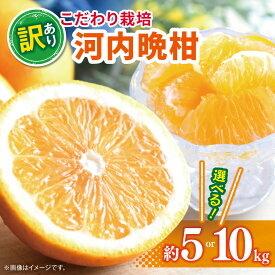 【ふるさと納税】こだわり栽培 訳あり 河内晩柑 約 5kg or 10kg iFARM 岩城農園 | フルーツ 果物 くだもの 柑橘類 柑橘 晩柑 河内 晩柑 みかん ミカン 訳アリ ご家庭用 家庭用 10キロ 熊本県 玉名市