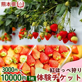【ふるさと納税】【家族・カップルにおすすめ！】熊本・玉名市のいちご狩り体験 3000円, 4000円, 5000円, 8000円, 10000円から選べる割引券 | いちご狩り フルーツ狩り チケット 体験 体験チケット イベントチケット 自然体験 観光体験 贈答用 体験ギフト 熊本県 玉名市