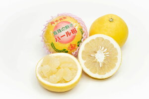 yӂ邳Ɣ[Łzp[ 󂠂 Iׂ 5kg / 10kg | p[ t[c ʕ k r^~ u₩ ʓ F{ ʖs