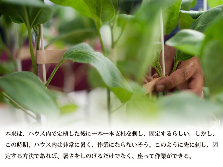 バースデー 記念日 ギフト 贈物 お勧め 通販 野菜 ナス 茄子 平岡農園 焼きナス 炒め物 減農薬 低硝酸栽培 先行予約 3kg３キロ 生産者直送 熊本 玉名 送料無料 Nrockconstruction Com