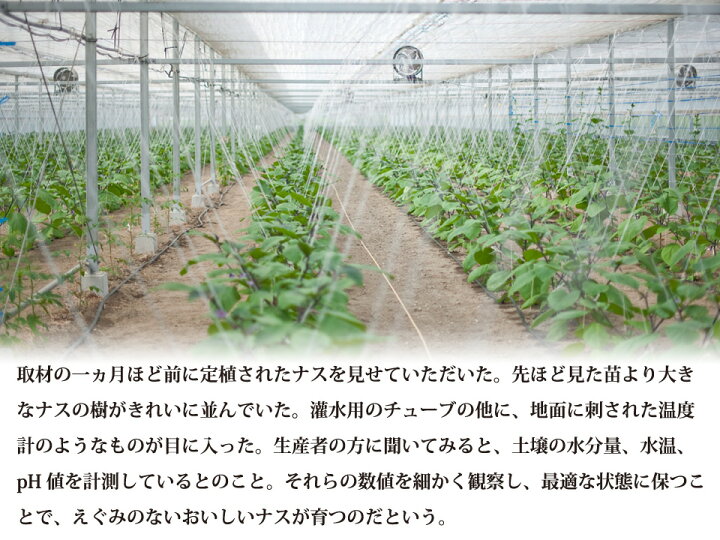 安心と信頼 野菜 ナス 茄子 平岡農園 焼きナス 炒め物 減農薬 低硝酸栽培 先行予約 3kg３キロ 生産者直送 熊本 玉名 送料無料 Nrockconstruction Com