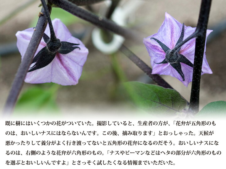 バースデー 記念日 ギフト 贈物 お勧め 通販 野菜 ナス 茄子 平岡農園 焼きナス 炒め物 減農薬 低硝酸栽培 先行予約 3kg３キロ 生産者直送 熊本 玉名 送料無料 Nrockconstruction Com