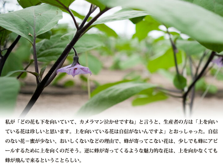 安心と信頼 野菜 ナス 茄子 平岡農園 焼きナス 炒め物 減農薬 低硝酸栽培 先行予約 3kg３キロ 生産者直送 熊本 玉名 送料無料 Nrockconstruction Com